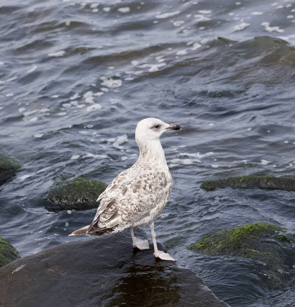 Zilvermeeuw. Zee op de achtergrond. — Stockfoto