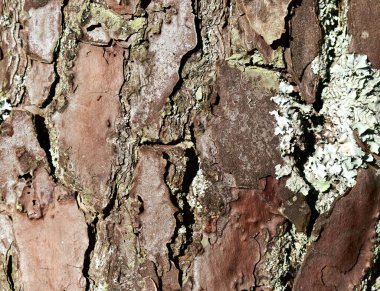 Çam ağacı kabuğu arka planı. Çam ağacı dokusu.