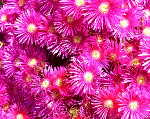 Violet and yellow flowers background. Violet flowers texture.