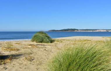 Kumsalda kumullarda yeşil bitki örtüsü, mavi deniz ve açık gökyüzü. Muxia, İspanya.