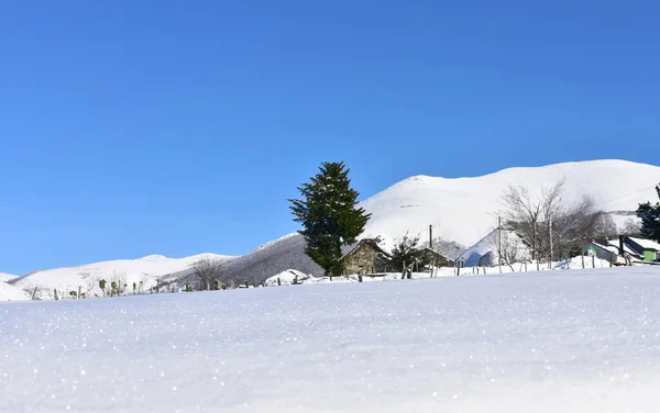 Winter landscape with snowy mountain village, fir tree and blue sky. Piornedo village, Ancares region, Lugo, Galicia, Spain.