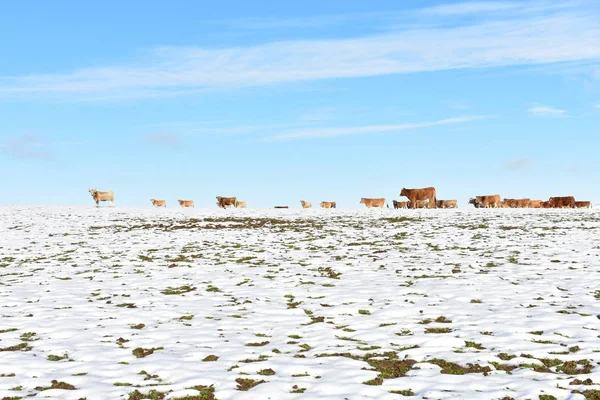 Winter Landscape Snowy White Field Herd Cows Blue Sky Ancares — Stock Photo, Image