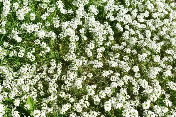 White Flowers Green Grass Background White Flowers Texture — Stock Photo, Image