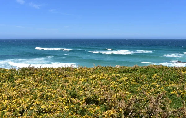 Wybrzeże Krzakami Żółtymi Kwiatami Falami Błękitnym Niebem Viveiro Lugo Galicja — Zdjęcie stockowe