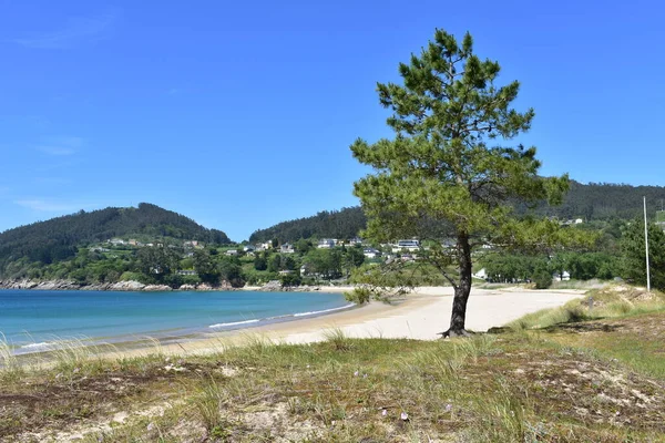 松の木 ターコイズブルーの水と青い空を持つ湾のビーチ Viveiro Lugo Galicia スペイン — ストック写真