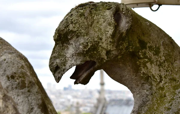 Gargulce Lub Chimery Galerii Chimere Katedra Notre Dame Paryż Francja — Zdjęcie stockowe
