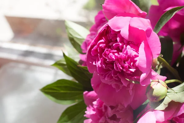 A bouquet of peonies of early summer. there is free space, can be used as a postcard, background