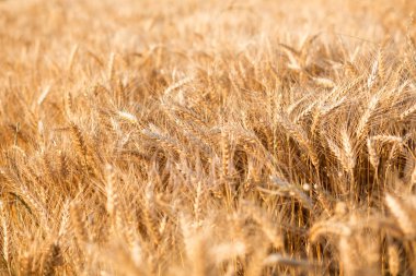 sahada büyüyen buğday