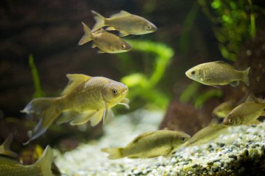 Akvaryumda yüzen renkli balıklar