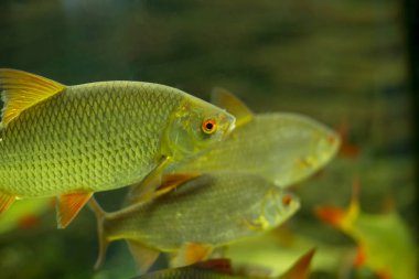 Akvaryumda yüzen renkli balıklar