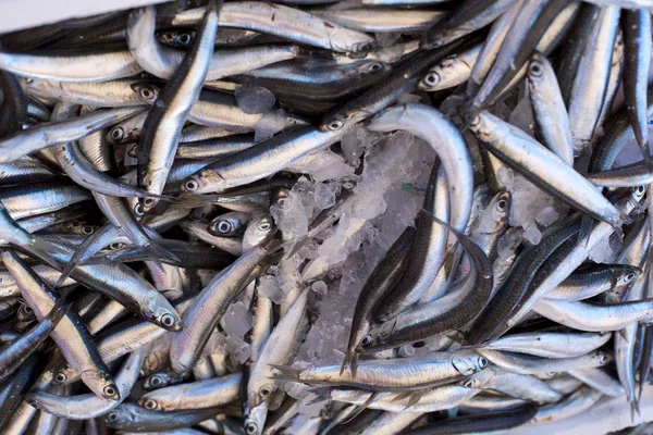 Čerstvé mořské ryby, zahnutý. tavit — Stock fotografie