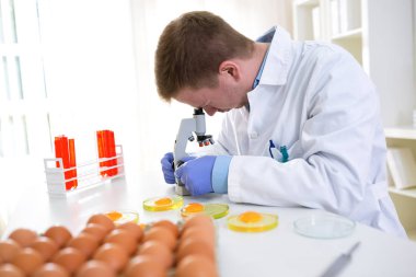 Kimyager analiz yumurta kalitesi için mikroskop aramak