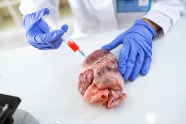 Okul laboratuarında domuz kalbi olan pratik