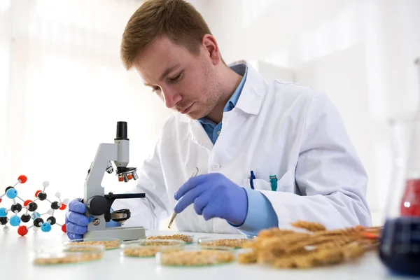 Експерт лабораторії проведення експериментів GMO в лабораторії — стокове фото