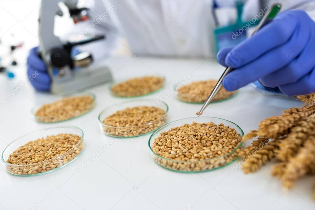 Scientist taking wheat with pincette at lab for research food