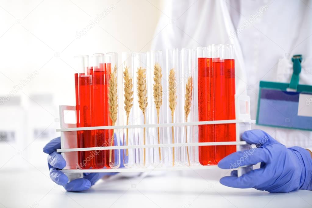 Scientist checking sample of wheat at tubes, doing contol about 