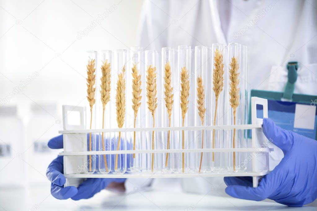 Scientist checking sample of wheat at tubes, doing contol about 