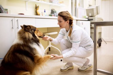 Veteriner sakin hasta evde beslenen hayvan ambulans, tedavi öncesi