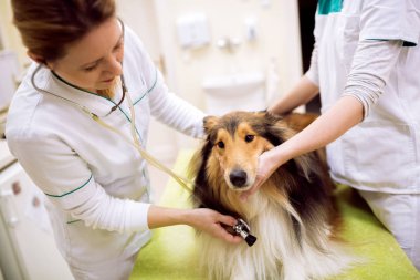 Veteriner köpek kalp atışı incelenmesi