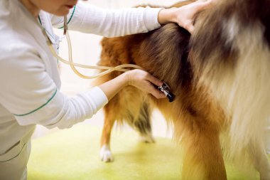 Köpek evde beslenen hayvan kliniği inceleyerek yakın çekim