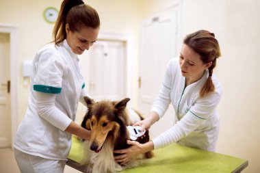 Hayvan hastalıklarıyla ilgili çek çip ve köpeğin boyun bilgi okuma
