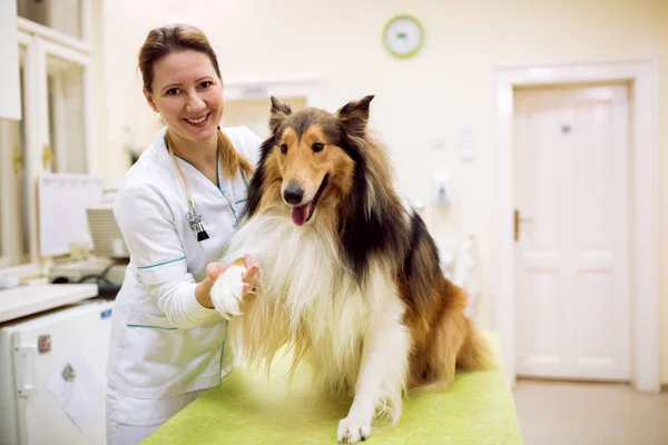 Smiling happy veterinarian with satisfied dog at pet clinic