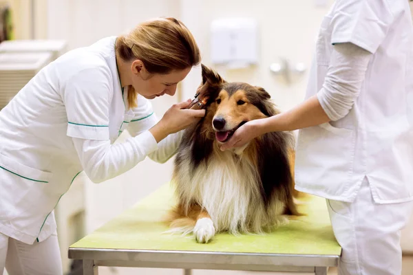 Pet ambulance, veterinarian examining ear with otoscope