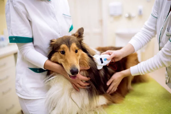 Chip de chech veterinario en el cuello del perro e información de lectura — Foto de Stock