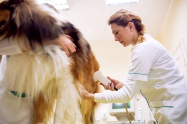 Timinin ultrason yapacağım veteriner ve sağlık köpek analiz