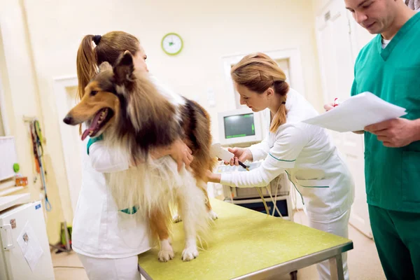 Timinin ultrason yapacağım veteriner ve sağlık köpek analiz