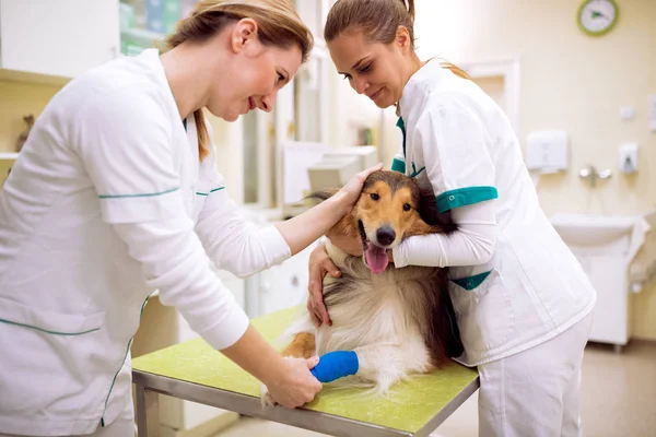 InjureVeterinarian take care of dog with hurt leg