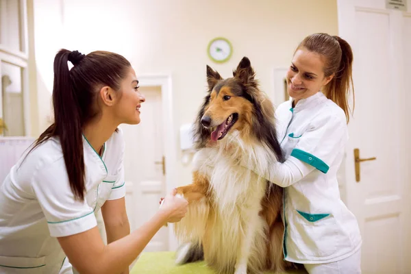 Veterinarian team with dog at pet ambulance