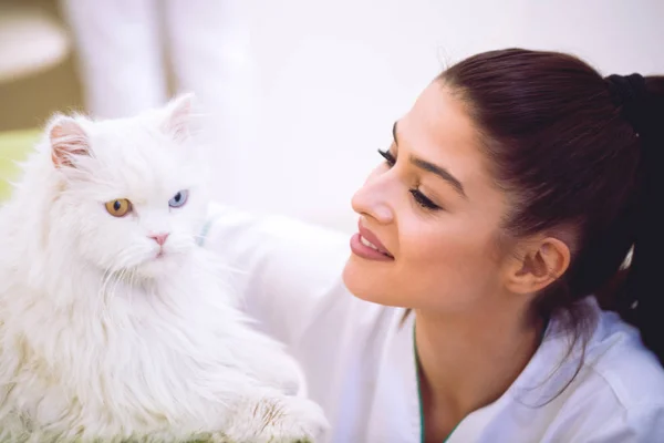 Veterinarian dan kucing persia di klinik hewan peliharaan — Stok Foto