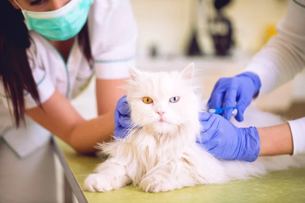 Veterinario en la clínica veterinaria que da inyección a persia blanca linda —  Fotos de Stock