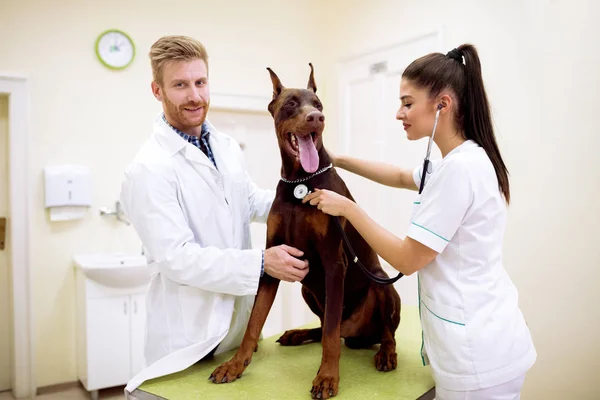 Professional team of veterinarian examining dog