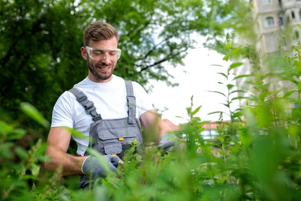 Trädgårdsmästare trimma utvuxna buskar — Stockfoto