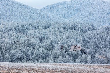 Mountain cabin amongst the forest of coniferous trees 