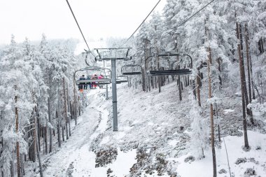 Cable cars in the middle of a forest of coniferous trees