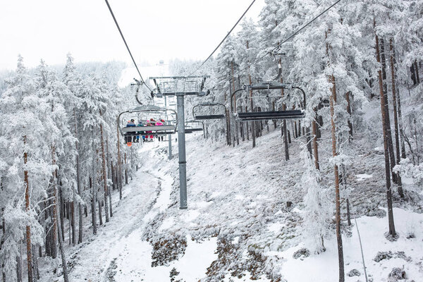 Cable cars in the middle of a forest of coniferous trees