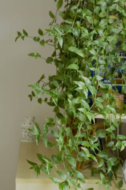 Güzel konforlu stantlarda ve mütevazı iç mekanlarda ev bitkileri.