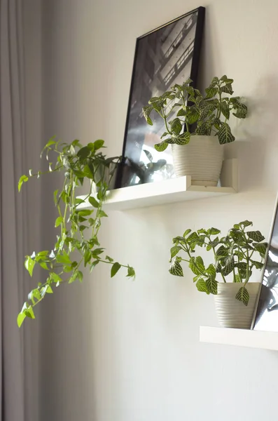 Home Plants Nice Cozy Stands Modest Interior — Stock Photo, Image