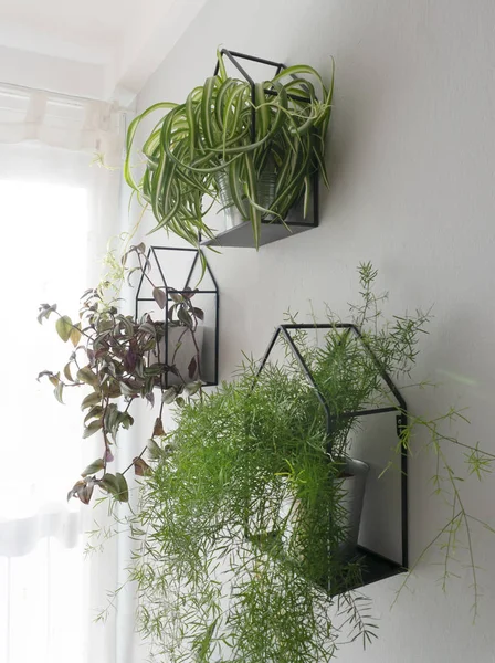 Home Plants Nice Cozy Stands Modest Interior — Stock Photo, Image