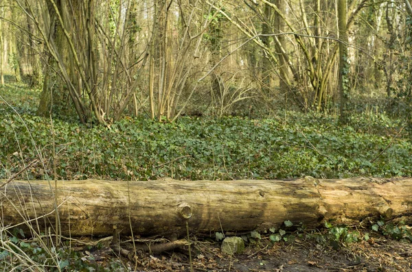 Ochtend Voorjaarspark Met Verse Groene Wandelroutes — Stockfoto