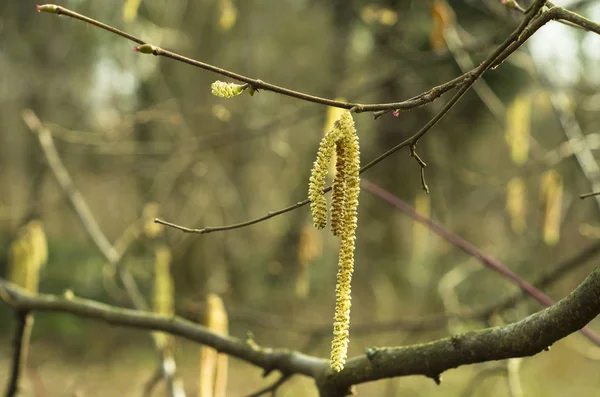 Mattina Parco Primaverile Con Freschi Percorsi Verdi Piedi — Foto Stock