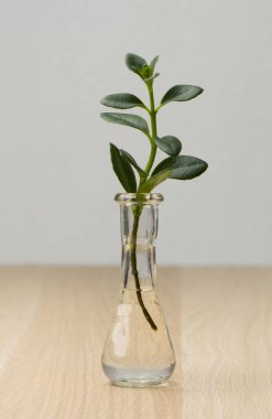 Genç bitkiler gözlüklerle büyür.