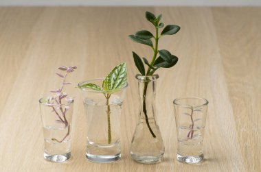 Genç bitkiler gözlüklerle büyür.