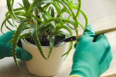 Aloe bitkileri dikmek ve çoğaltmak