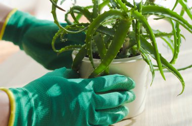 Aloe bitkileri dikmek ve çoğaltmak