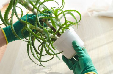 Aloe bitkileri dikmek ve çoğaltmak