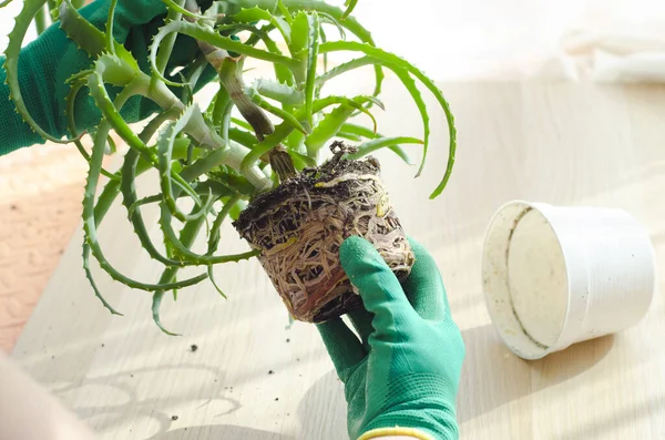 种植和繁殖芦荟植物 图库图片